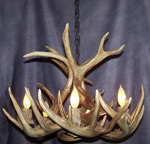 White Tail Deer Antler Chandelier Special
