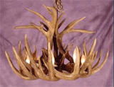 White Tail Deer Antler Chandelier Special